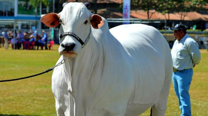 Sapi Viatina-19 asal Brasil Sapi Viatina-19 asal Brasil