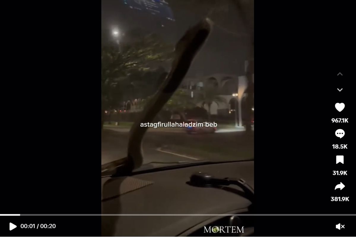 ular, Ular, pawang ular, otopedia, ular di mobil, tips menghalau ular, Video Viral, Ular Besar Tiba-tiba Muncul di Kaca Mobil
