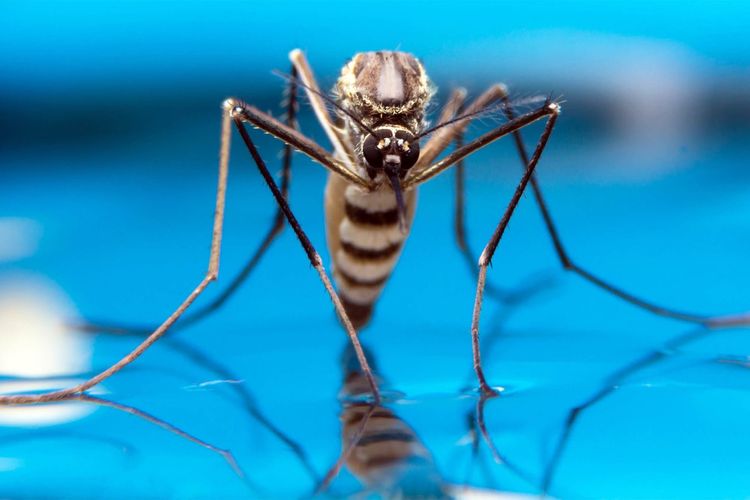 Cara Efektif Cegah Nyamuk Bersarang di Kabin Mobil saat Musim Hujan