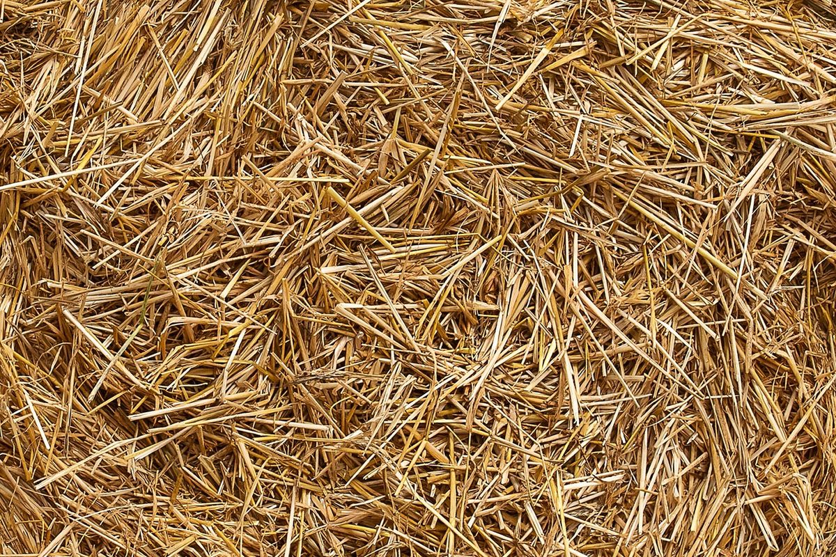 BRIN: Riset Jerami Jadi Biofuel Masih Banyak Tantangan