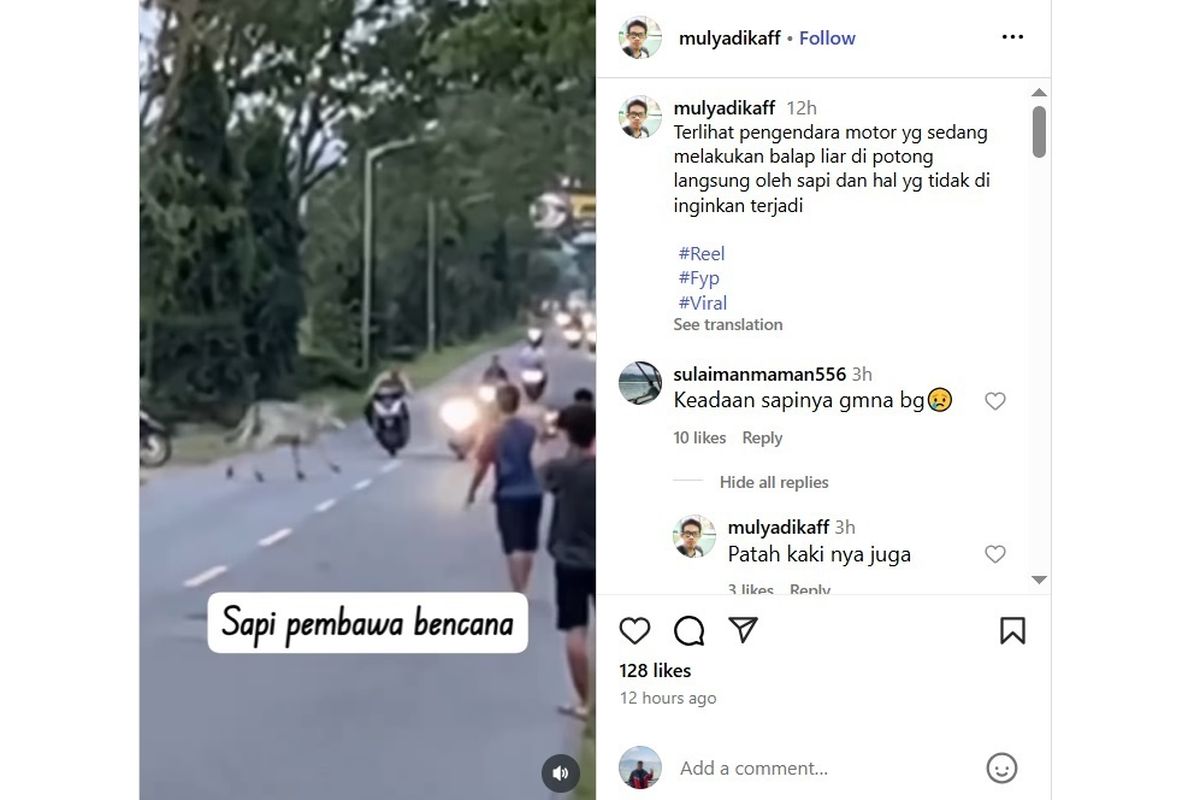 safety riding, tips touring, hewan menyeberang, sapi menyeberang, ancaman pengendara, Video Petaka Balap Liar Tabrak Sapi yang Menyeberang