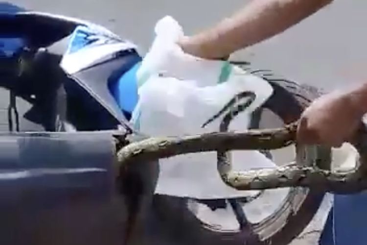 Musim Hujan, Ular Masuk Kendaraan: Apa Penyebabnya?