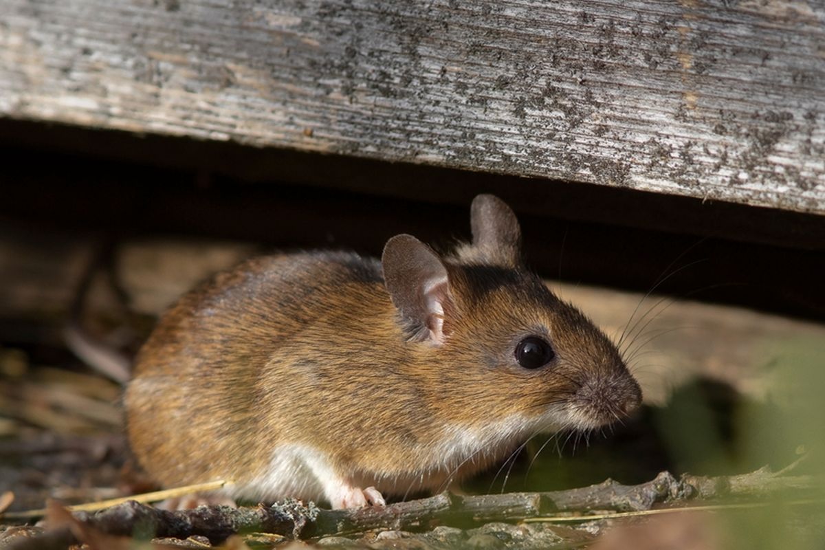 Tikus, tikus, tikus masuk mobil, tikus di dalam mobil, Menjaga kebersihan mobil, mencegah tikus masuk mobil, Cara Mencegah Tikus Masuk ke Ruang Mesin Mobil