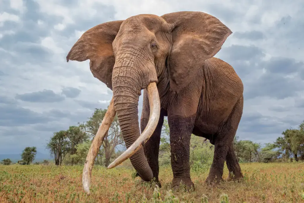 10. In North Carolina, It’s Illegal to Use Elephants to Plow Cotton Fields