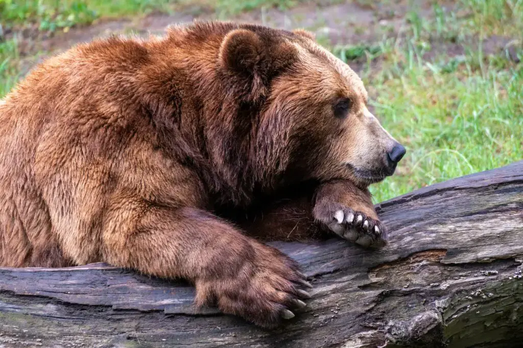 1. Bears Actually Do Wander Into Towns