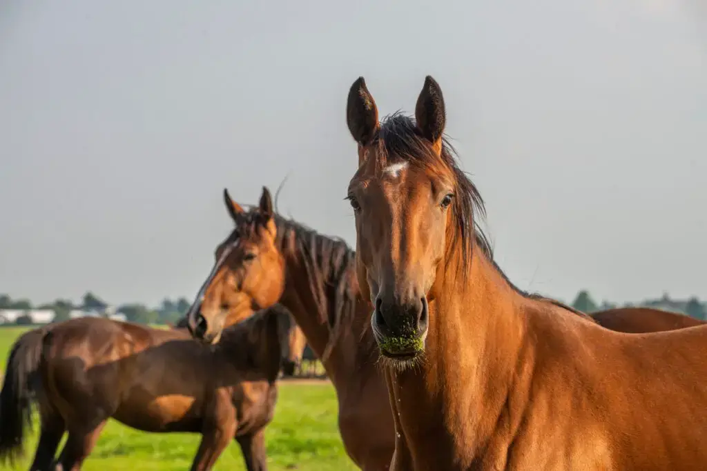 3. Horse Meat – Taboo in the U.S., Enjoyed in Kazakhstan