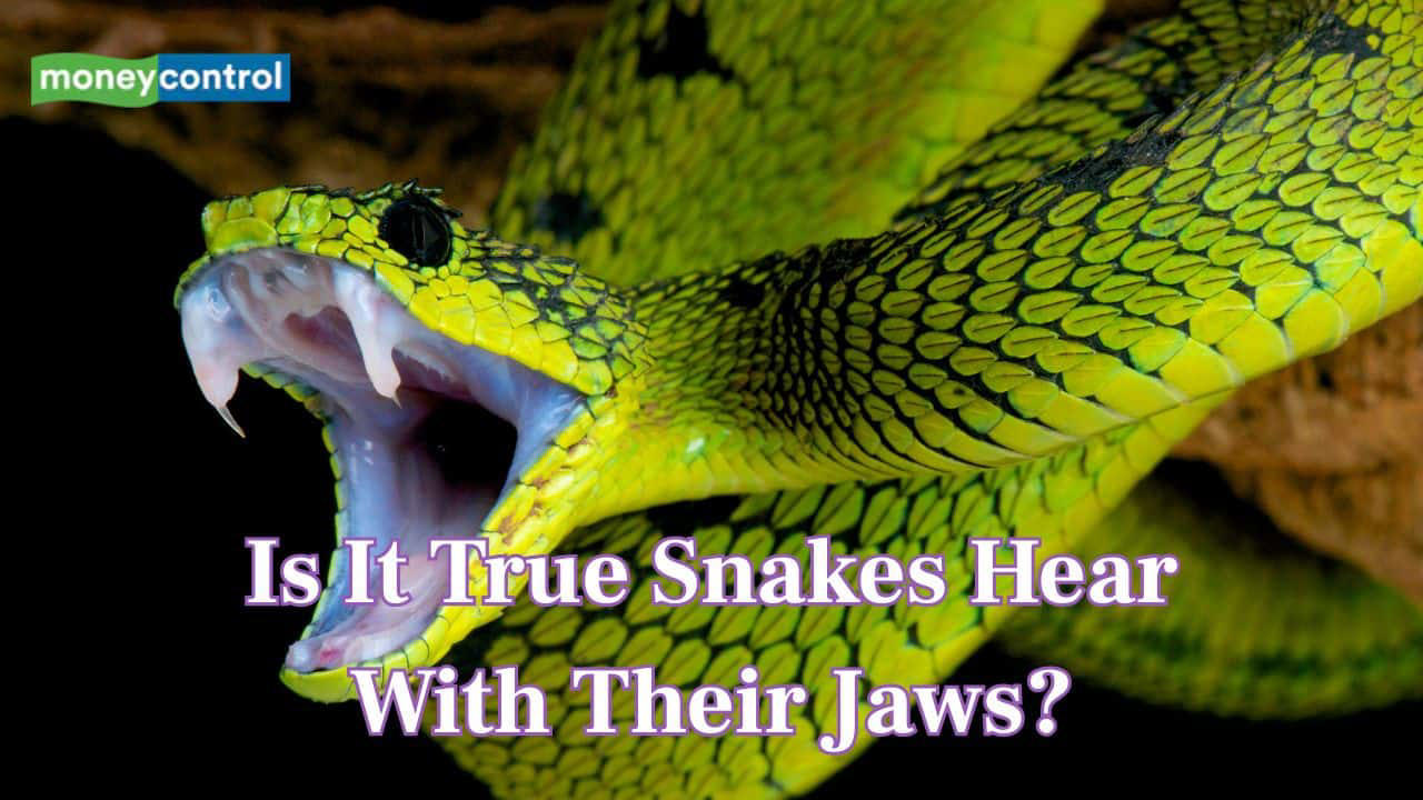 Do Snakes Really Hear With Their Jaws? Yes! While they lack ears like ours, snakes detect sound using their jawbones and specialised inner ear structures. (Image: Canva)