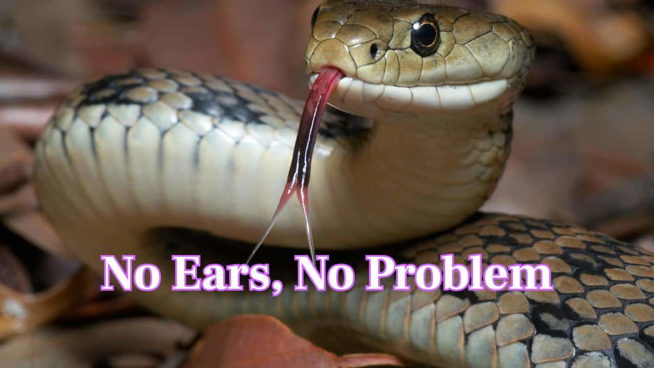 No Ears, No Problem: Snakes have have no external ears or openings, but they aren't deaf. They sense sound in a very different way. (Image: Canva)