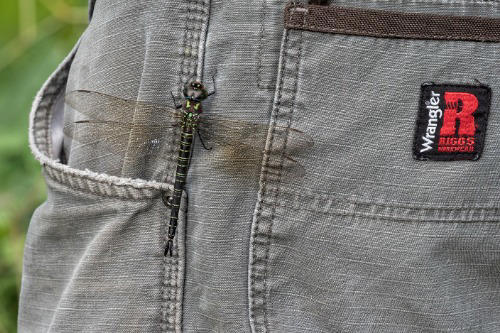 11. Wrangler