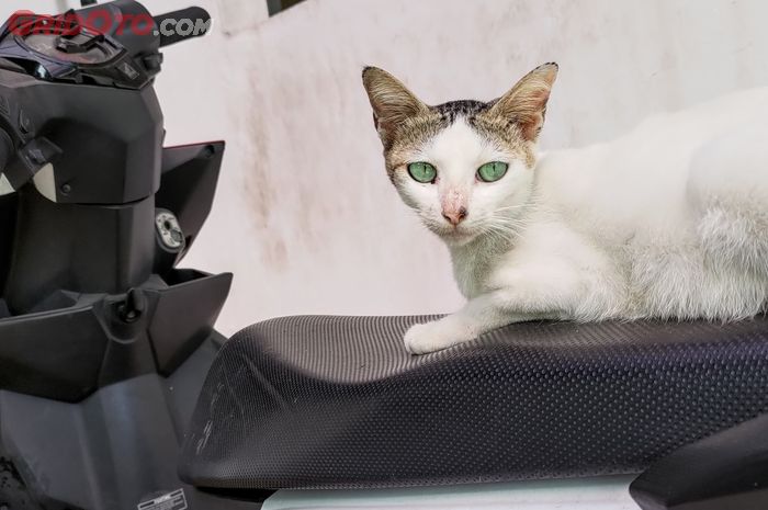 safety riding, jok motor, astra motor jateng, honda jateng, busa jok motor, Kenapa Jok Motor Sebaiknya Jangan Terlalu Empuk? Ahli Safety Honda Jateng Kasih Penjelasan