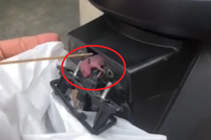 Tikus Masuk Motor, Motor Sarang Tikus, Tikus Bersarang di Motor, Cegah Tikus Masuk Motor, Motor Jadi Markas Tikus dan Cindil di Lampu Pelat Nomor, Cegah Pakai Cara Ini
