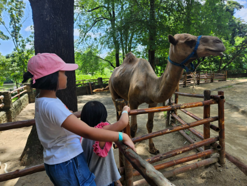 Tips Liburan Bareng Si Kecil, Eksplor Solo Safari Sewa Buggy Car Aja!