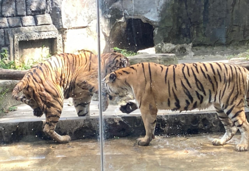 Tips Liburan Bareng Si Kecil, Eksplor Solo Safari Sewa Buggy Car Aja!