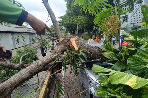 Ada Pohon Tumbang di Kawasan Senayan, Jalan Tidak Bisa di Lewati