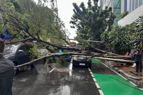Imbas Pohon Tumbang, Lalu Lintas Jalan DI Panjaitan Macet
