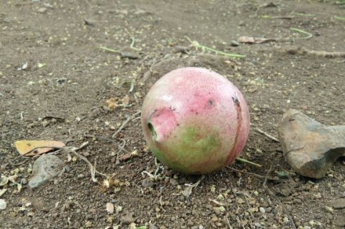 Inovasi Buah Simpalak Jadi Sumber Energi Terbarukan