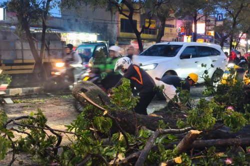 Hindari Apes, Begini Cara Antisipasi Pohon Tumbang di Musim Hujan