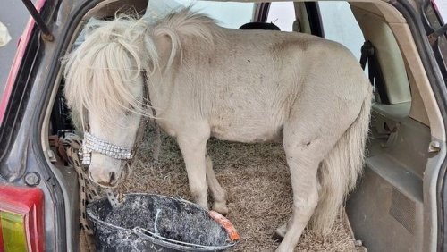 Waduh! Cewek Ini Nekat Angkut Kuda Hidup Pakai Mobil