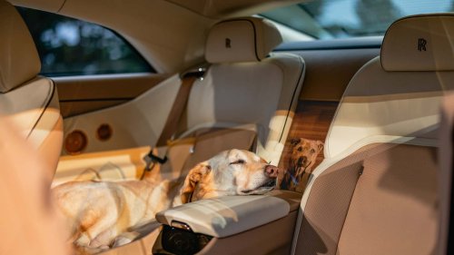 Une voiture d'un demi-million d'euros dédiée... au chien