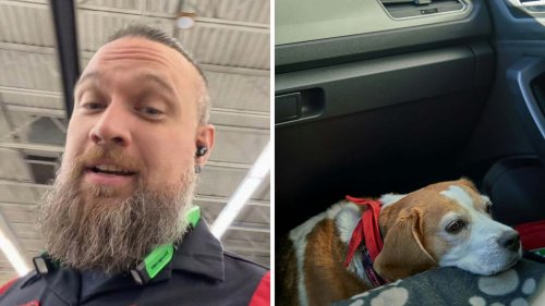 Toyota Tech Says Never Let Your Dog Explore Under Your Car Seat. Then He Reveals Just How Dangerous–And Costly—This Can Be