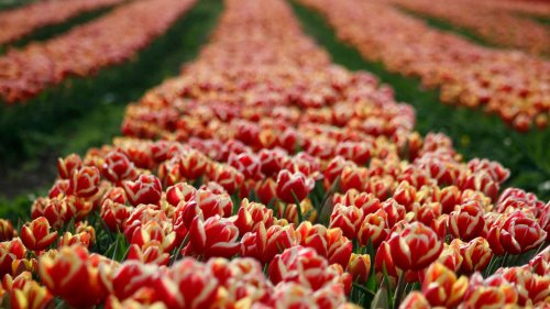 "La construcción de esta escuela cambió al pueblo para siempre"
