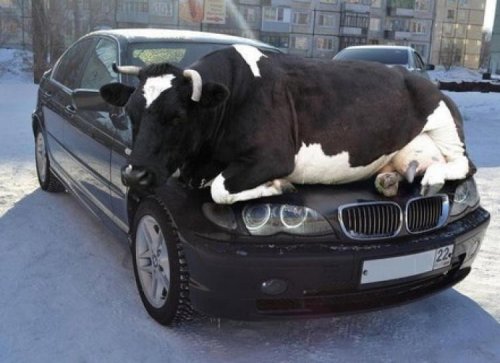 27 Questionable Car Moments That We Want No Part Of