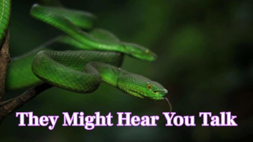 Is it true snakes hear with their jaws? Read 10 fun facts