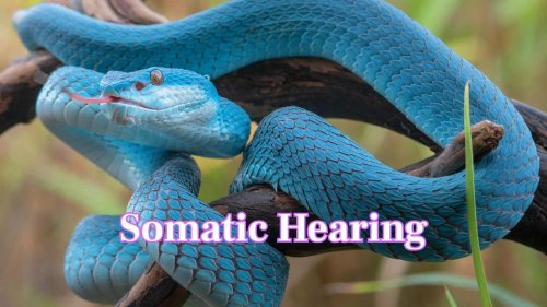Is it true snakes hear with their jaws? Read 10 fun facts