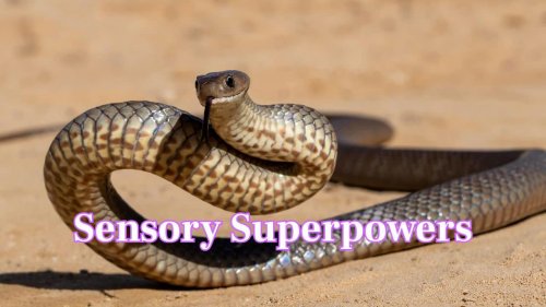 Is it true snakes hear with their jaws? Read 10 fun facts