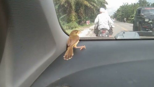 Daftar Binatang yang Sering Masuk ke dalam Mobil, Pahami Cara Mencegahnya