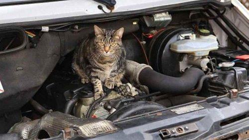 Daftar Binatang yang Sering Masuk ke dalam Mobil, Pahami Cara Mencegahnya