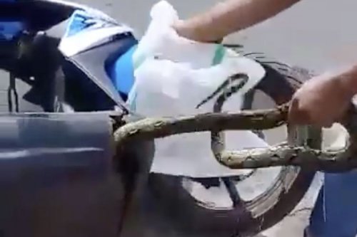 Bukan Karena Nyasar, Ini Alasan Ular Doyan Ngumpet di Bodi Motor